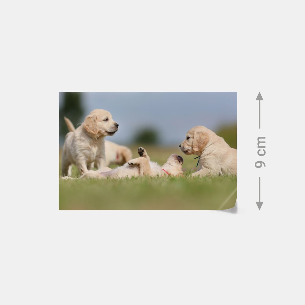 Vier verspielte Labrador-Welpen toben auf einer Wiese – als hochwertiger Fotoabzug für unvergessliche Tiermomente.